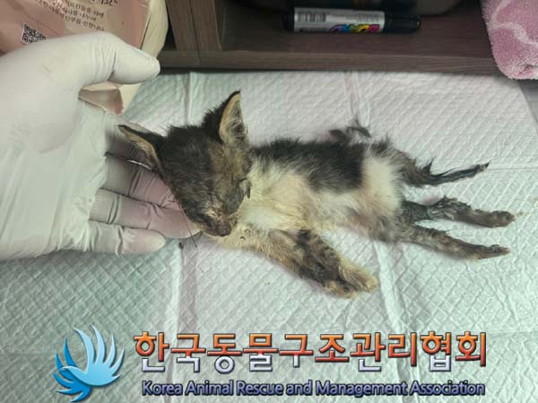한국동물구조관리협회_441414202400582